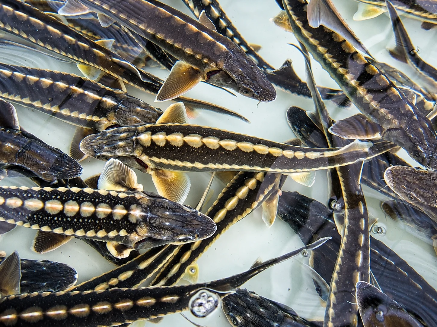 Overhead School of Young Sturgeon